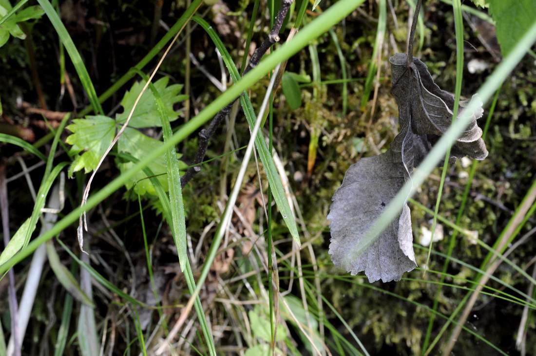 Monte Monfenera (TV):  Campanula persicifolia